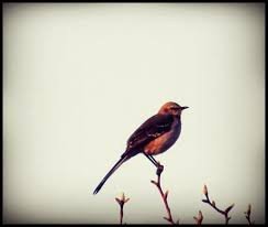 Homework: Who’s a Mockingbird?