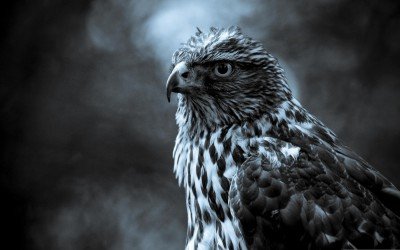 “Conflict” Poetry Anthology